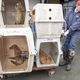 epa04736357 (07/20) A volunteer moves incoming malnourished and dehydrated sea lion pups that have been stranded along the northern California coast to their new temporary pens at the Marine Mammal Center in Sausolito, California, USA, 21 April 2015. Wildlife services in California are being pushed to their limits this year. Since January 2015, every month has set a record in sea lion 'strandings', mostly sea lion pups, according to the National Oceanic and Atmospheric Administration. EPA/PETER DASILVA PLEASE REFER TO ADVISORY NOTICE (epa04736350) FOR FULL FEATURE TEXT